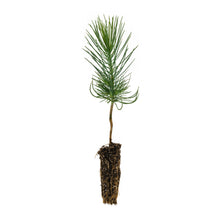 Load image into Gallery viewer, Coulter Pine | Small Tree Seedling