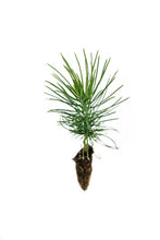 Load image into Gallery viewer, Coulter Pine | Small Tree Seedling