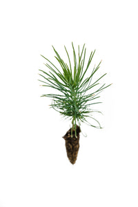 Coulter Pine | Small Tree Seedling