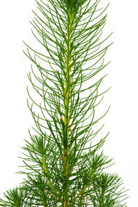 Coulter Pine | Medium Tree Seedling | The Jonsteen Company