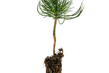 Load image into Gallery viewer, Coulter Pine | Small Tree Seedling