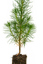 Load image into Gallery viewer, Coulter Pine | Medium Tree Seedling | The Jonsteen Company