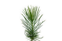 Load image into Gallery viewer, Coulter Pine | Small Tree Seedling