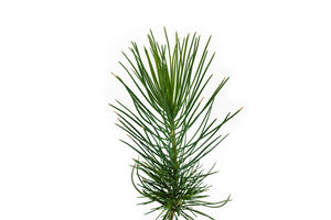 Coulter Pine | Small Tree Seedling