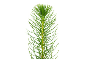 Coulter Pine | Medium Tree Seedling | The Jonsteen Company