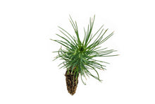 Load image into Gallery viewer, Coulter Pine | Small Tree Seedling