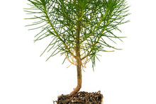 Load image into Gallery viewer, Coulter Pine | Medium Tree Seedling | The Jonsteen Company