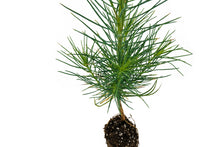 Load image into Gallery viewer, Coulter Pine | Small Tree Seedling