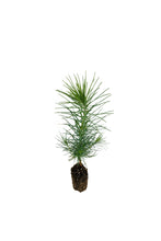 Load image into Gallery viewer, Coulter Pine | Small Tree Seedling