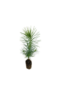 Coulter Pine | Small Tree Seedling