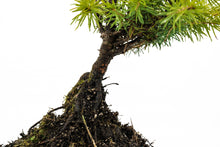 Load image into Gallery viewer, Bonsai Special | Serbian Spruce (D2)