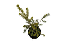 Load image into Gallery viewer, Bonsai Special | Serbian Spruce (D4)