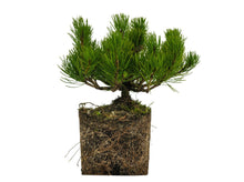 Load image into Gallery viewer, Bonsai Special | Mugo Pine (D1)
