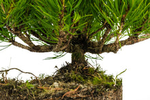 Load image into Gallery viewer, Bonsai Special | Mugo Pine (D1)