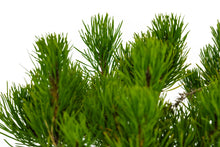 Load image into Gallery viewer, Bonsai Special | Mugo Pine (D1)