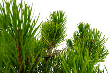Load image into Gallery viewer, Bonsai Special | Mugo Pine (D1)