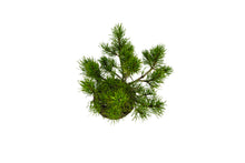 Load image into Gallery viewer, Bonsai Special | Mugo Pine (D1)