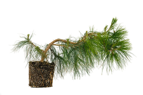 Bonsai Special | Mexican Weeping Pine (D1)