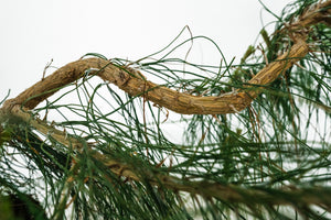 Bonsai Special | Mexican Weeping Pine (D1)