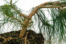 Load image into Gallery viewer, Bonsai Special | Mexican Weeping Pine (D1)