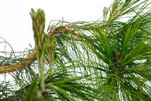 Load image into Gallery viewer, Bonsai Special | Mexican Weeping Pine (D1)
