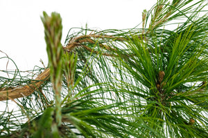 Bonsai Special | Mexican Weeping Pine (D1)