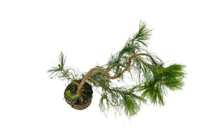 Bonsai Special | Mexican Weeping Pine (D1)