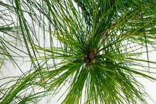 Load image into Gallery viewer, Bonsai Special | Mexican Weeping Pine (D1)