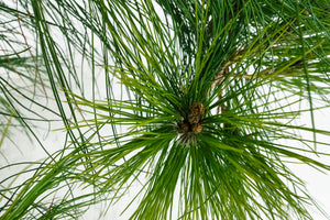 Bonsai Special | Mexican Weeping Pine (D1)