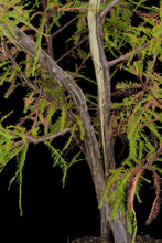 Load image into Gallery viewer, Bonsai Special | Montezuma Cypress (D2)