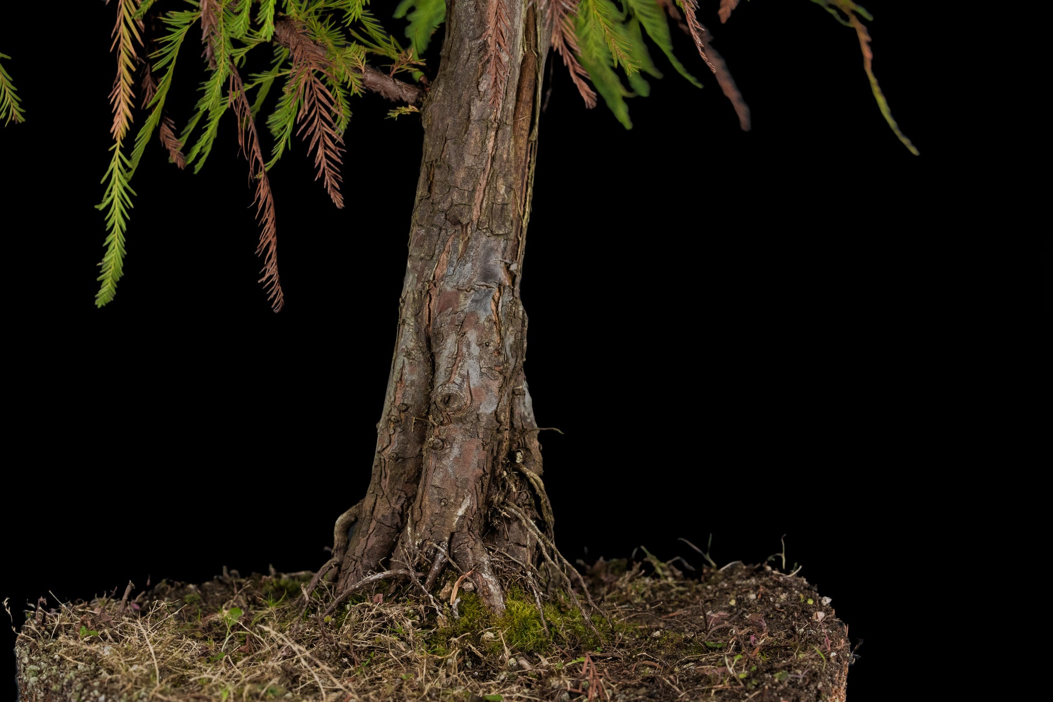 bald cypress bonsai trees for sale Bonsai Special