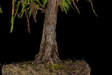 Load image into Gallery viewer, Bonsai Special | Montezuma Cypress (D2)