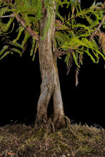 Load image into Gallery viewer, Bonsai Special | Montezuma Cypress (D2)