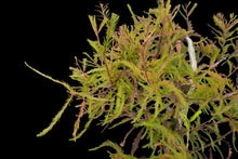 Load image into Gallery viewer, Bonsai Special | Montezuma Cypress (D2)