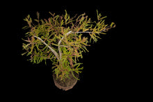 Load image into Gallery viewer, Bonsai Special | Montezuma Cypress (D2)