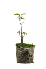 Load image into Gallery viewer, Bonsai Special | Valley Oak (D2)