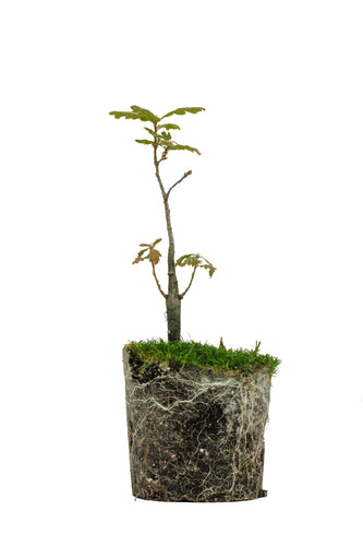 Bonsai Special | Valley Oak (D2)