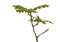 Load image into Gallery viewer, Bonsai Special | Valley Oak (D2)