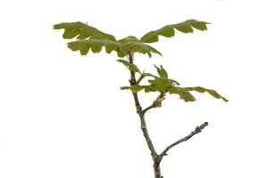 Bonsai Special | Valley Oak (D2)