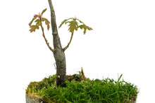 Load image into Gallery viewer, Bonsai Special | Valley Oak (D2)