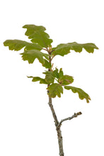 Load image into Gallery viewer, Bonsai Special | Valley Oak (D2)