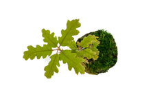 Load image into Gallery viewer, Bonsai Special | Valley Oak (D2)