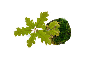 Bonsai Special | Valley Oak (D2)