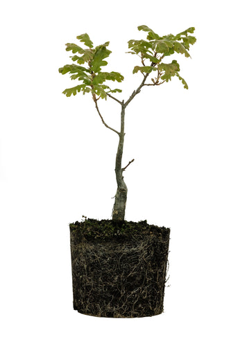 Bonsai Special | California Black Oak (D3)