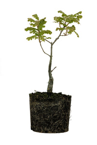 Bonsai Special | California Black Oak (D3)