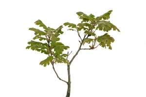 Bonsai Special | California Black Oak (D3)