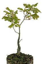 Load image into Gallery viewer, Bonsai Special | California Black Oak (D3)