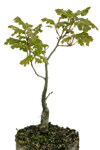 Bonsai Special | California Black Oak (D3)