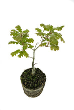 Load image into Gallery viewer, Bonsai Special | California Black Oak (D3)