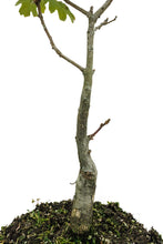 Load image into Gallery viewer, Bonsai Special | California Black Oak (D3)
